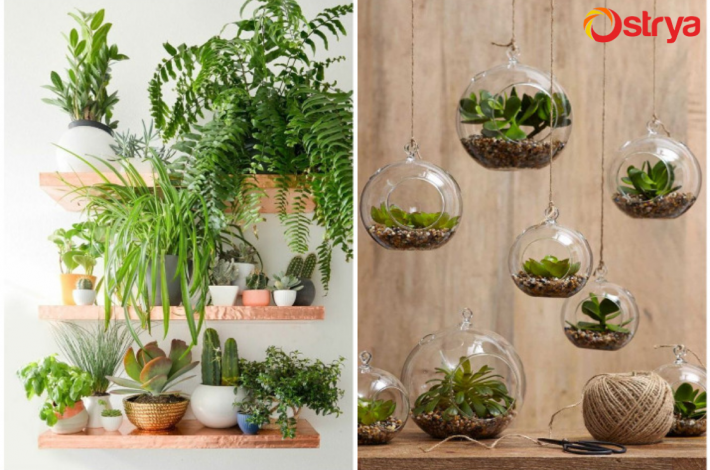 How To Use Indoor Plants In Your Home Decor Interior